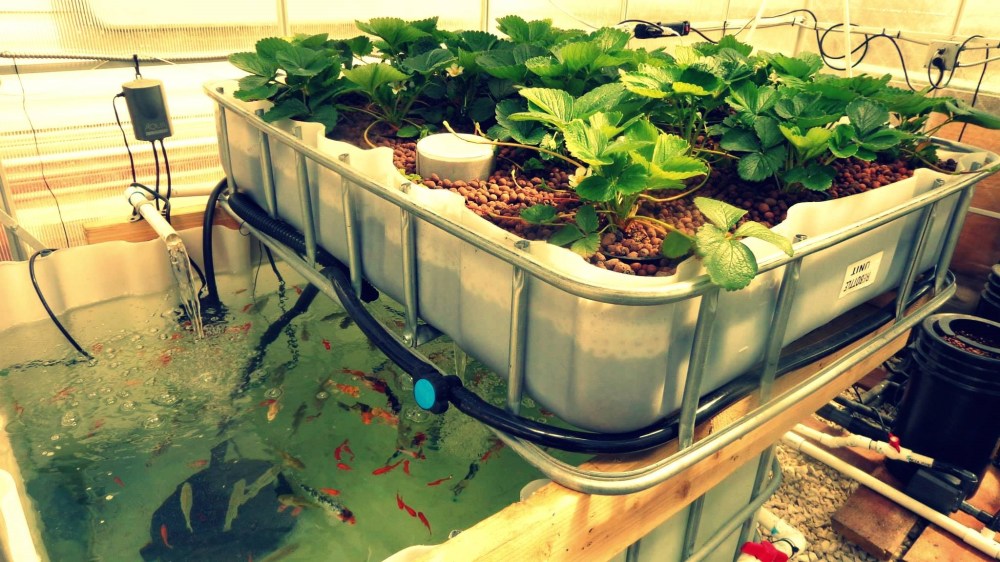 aquaponic-real.jpg